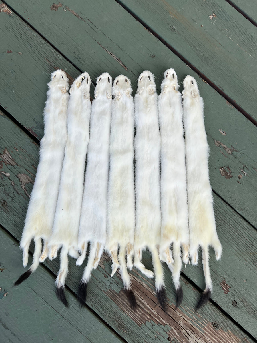 Ermine Pelt – Arctic Luxe